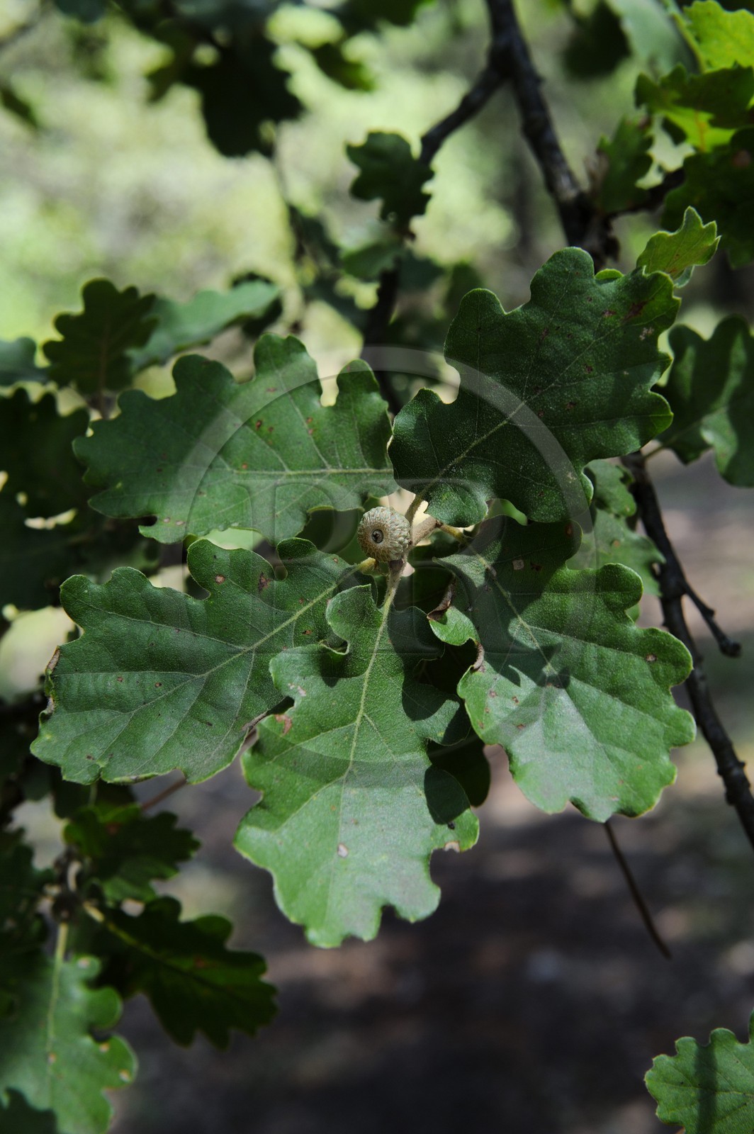 France, Var (83), Provence Verte, Tourves, Gorges du Caramy, feuille de chêne