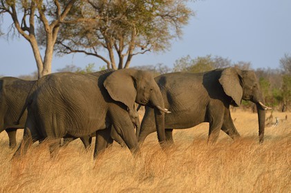 Zimbabwe, province de Matabeleland septentrional, parc national Hwange, éléphants sauvages d'Afrique (Loxodonta africana) dans la savane