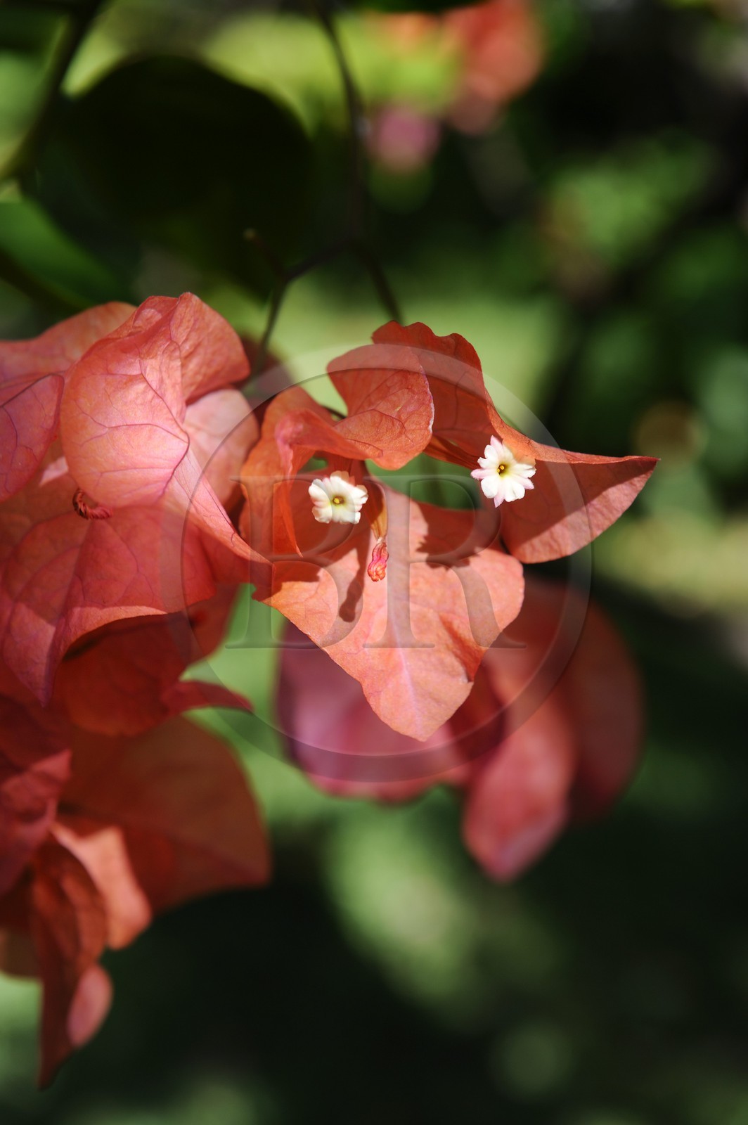 France, Ile de la Reunion, Petite Ile, jardin tropical, fleurs de bougainvillier (Bougainvillea)
