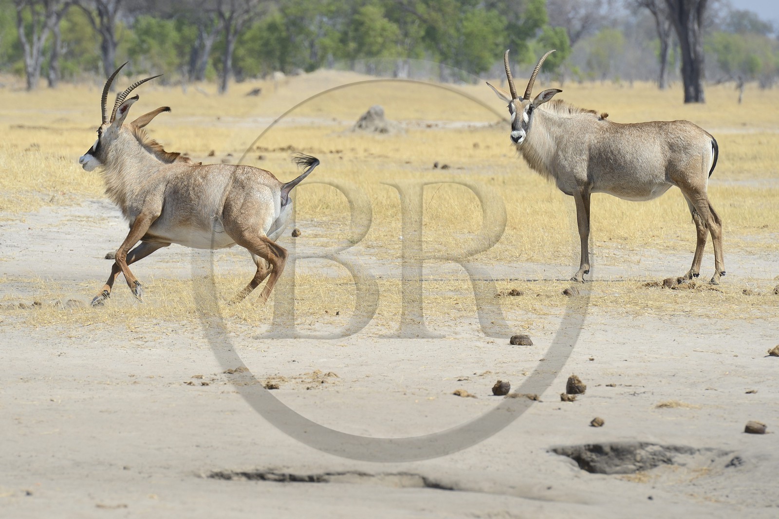 Zimbabwe, province de Matabeleland septentrional, parc national Hwange, antilope rouanne (Hippotragus equinus) ou antilope cheval