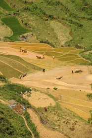 Vietnam, province de Lao Cai, région de Bac Ha, Can Cau, rizières en terrasses