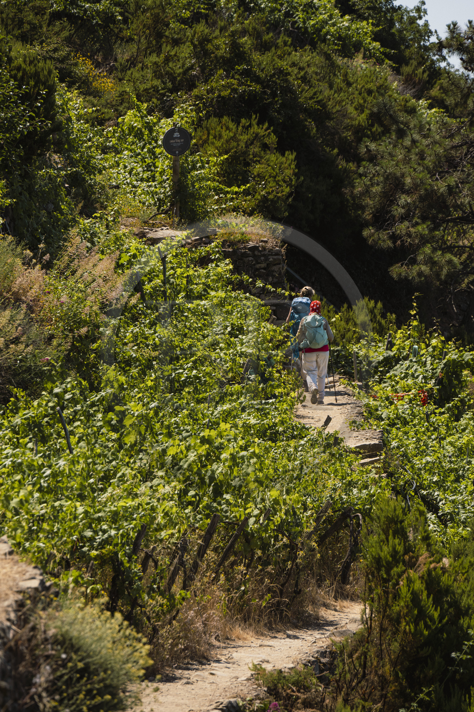 Italie, Ligurie, Cinque Terre, parc national des Cinque Terre classé Patrimoine Mondial de l'UNESCO, randonneurs sur le sentier GR 586 passant dans le vignoble en terrasse entre Corniglia et Volastra au dessus de Manarola