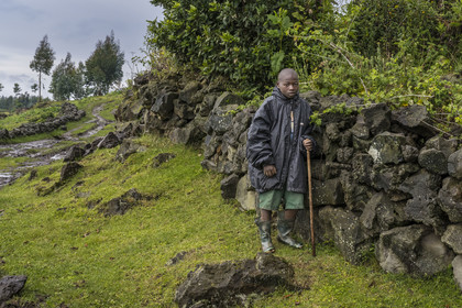 Rwanda, Province du Nord, District de Musanze (Ruhengeri), Busogo, jeune gardien de troupeau sur les pentes du mont Karisimbi dans les montagnes des Virunga