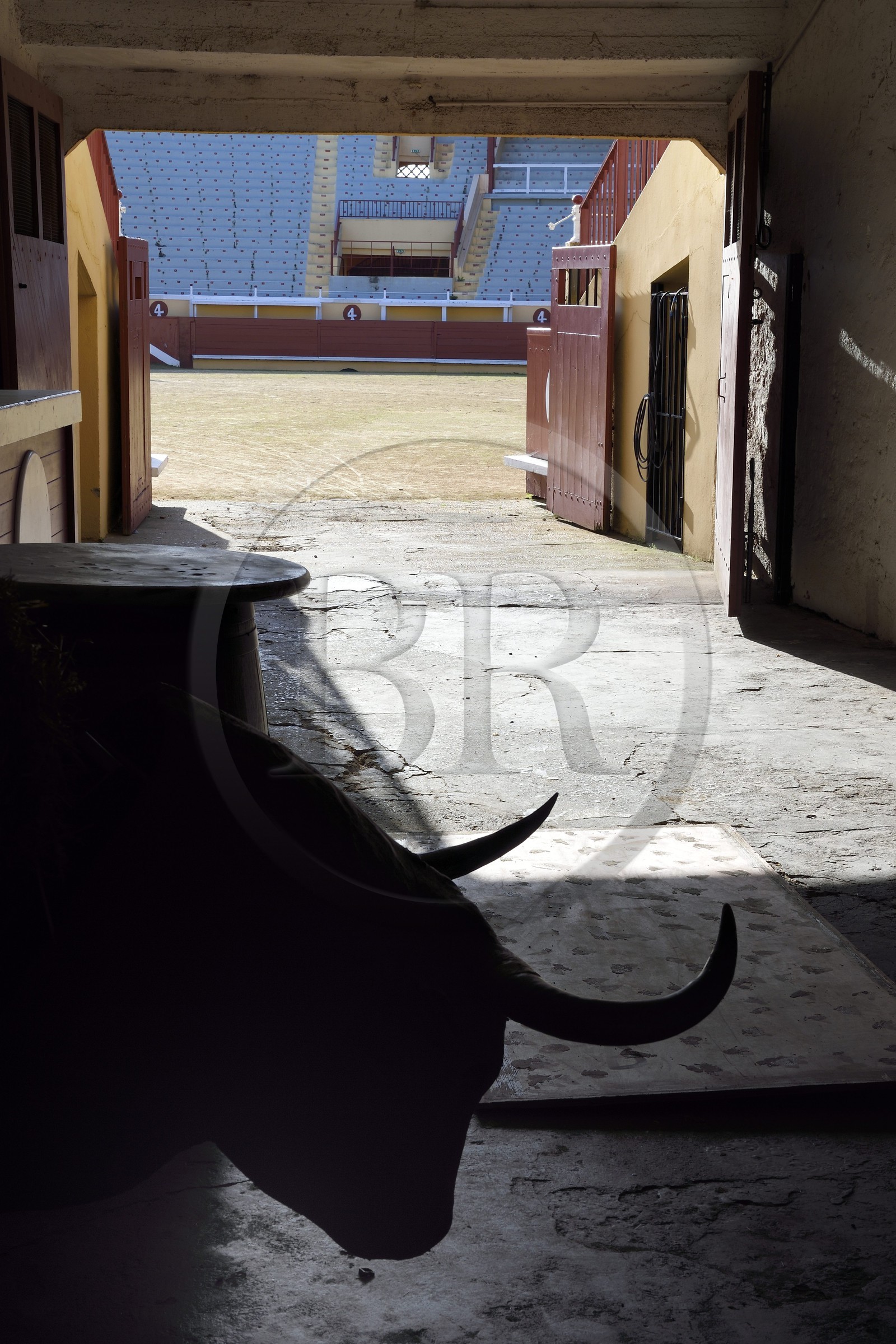 France, Pyrénées-Atlantiques (64), Pays-Basque, Bayonne, les arènes, faux taureau destiné aux entrainements