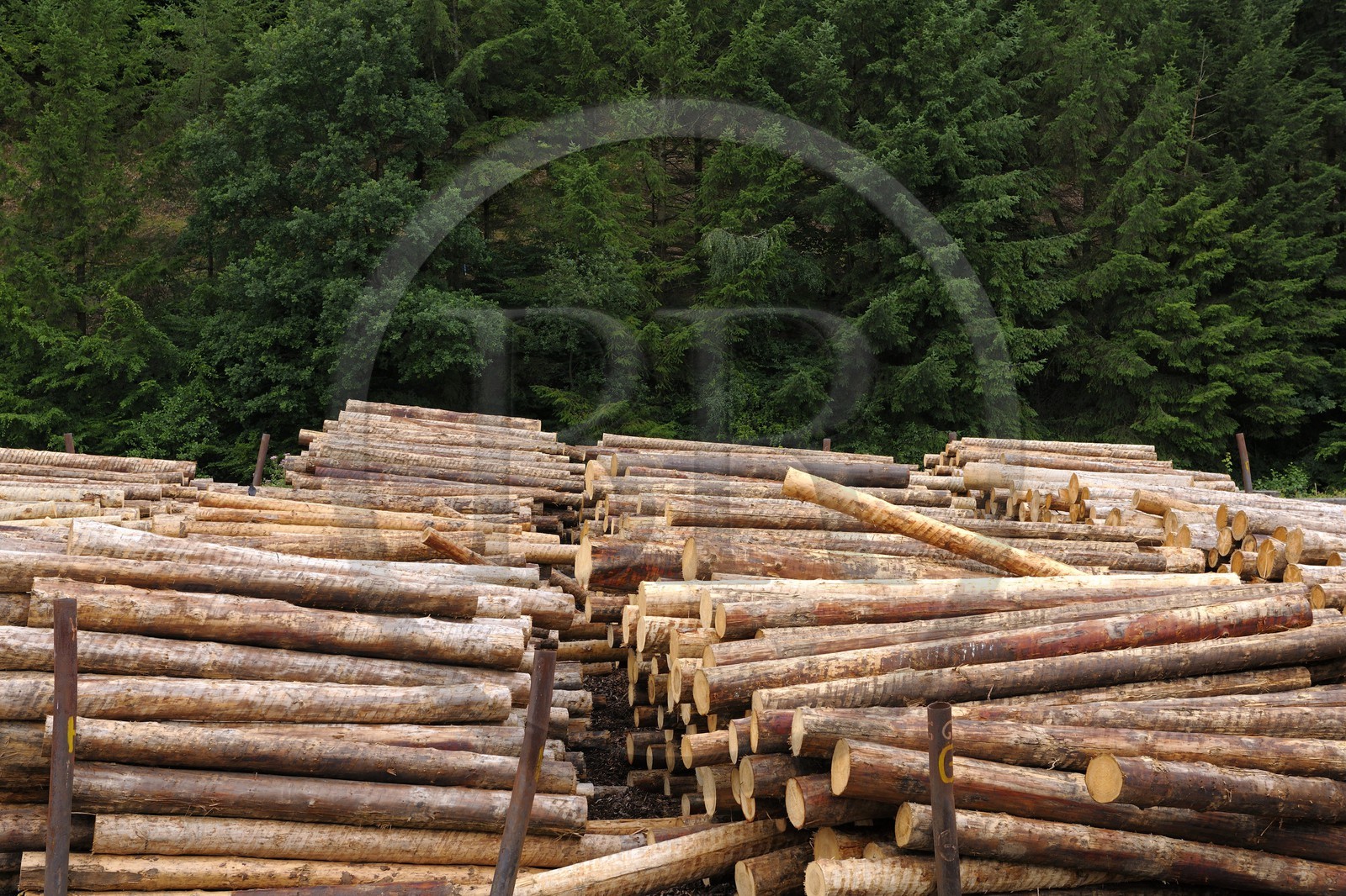 France, Moselle (57), scierie Abreschviller Sciages, stock de bois