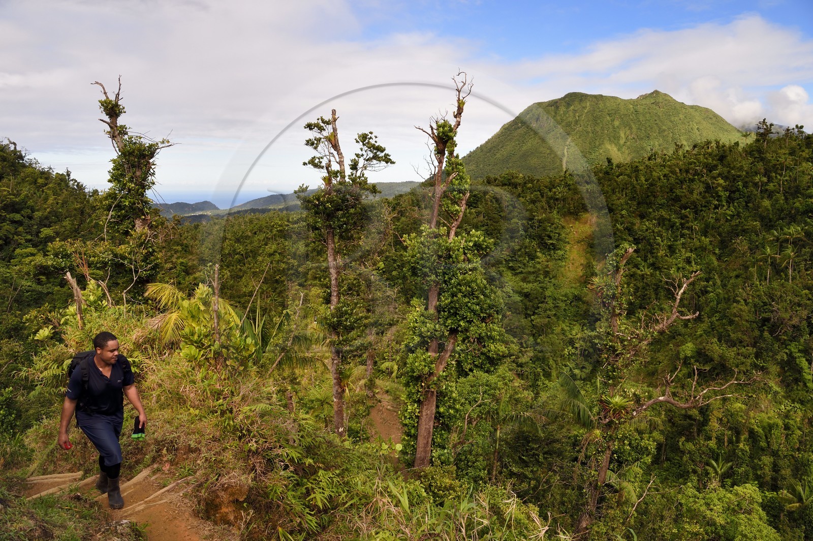 Caraïbes, Ile de la Dominique, Castle Bruce, Parc national du Morne Trois Pitons classé Patrimoine Mondial de l'UNESCO, randonneur sur le sentier traversant la forêt tropicale et menant à la la Vallée de la Désolation puis au Boiling Lake