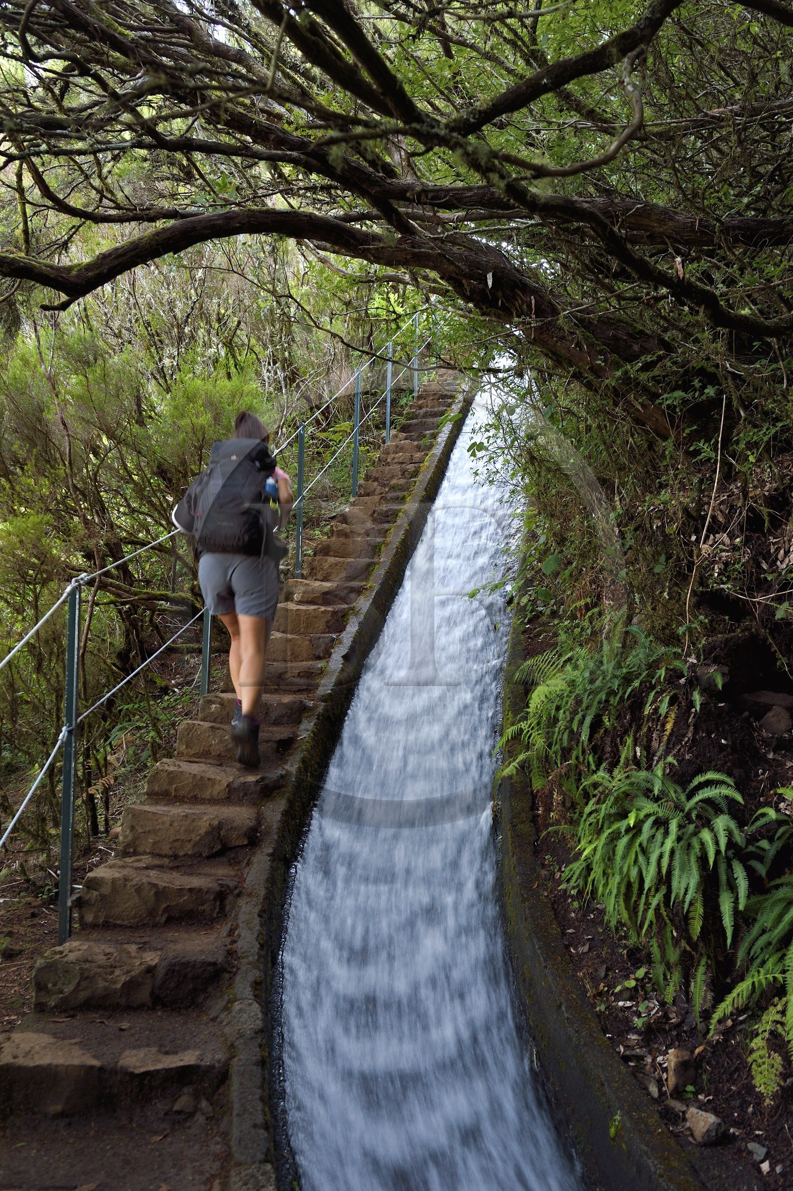 Portugal, Ile de Madère, randonnée dans La forêt de Rabaçal par la levada do Alecrim, un de ces innombrables canaux d'irrigation qui guident l’eau des hauts plateaux jusqu’aux terrasses cultivées du sud