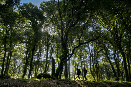 France, Saône-et-Loire (71), parc naturel régional du Morvan, Saint-Léger-sous-Beuvray, oppidum de Bibracte, capitale du peuple celte des Éduens, site archéologique sur le mont Beuvray, randonneurs dans la forêt de hêtre au sommet du mont