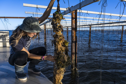 France, Hérault (34), Etang de Thau, Mèze, les producteurs de coquillages Quentin et Emmeline, l'élevage en suspension sur des cordes dans le parc à huitres
