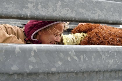 France, Cantal, Chastel-sur-Murat plateau on the Way of St. James to Santiago de Compostela by Via Arverna, the veterinarian Sylvie Calmels performs a pregnancy diagnosis on Salers cows in a corral of the cattle pen