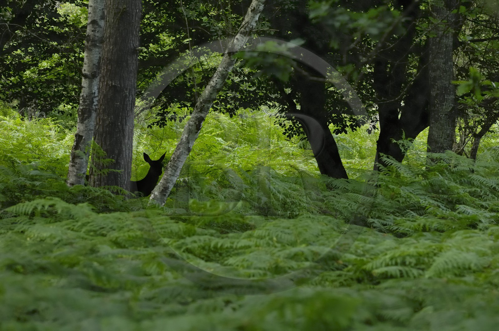France, Loire et Cher, cerf dans le domaine du château de Chambord