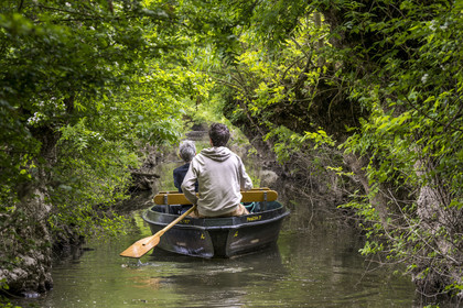 France, Vendée (85), Parc Interrégional du Marais Poitevin labellisé Grand Site de France, Maillezais, batelier effectuant une promenade en barque dans les conches sur les affluents de l'Autise
