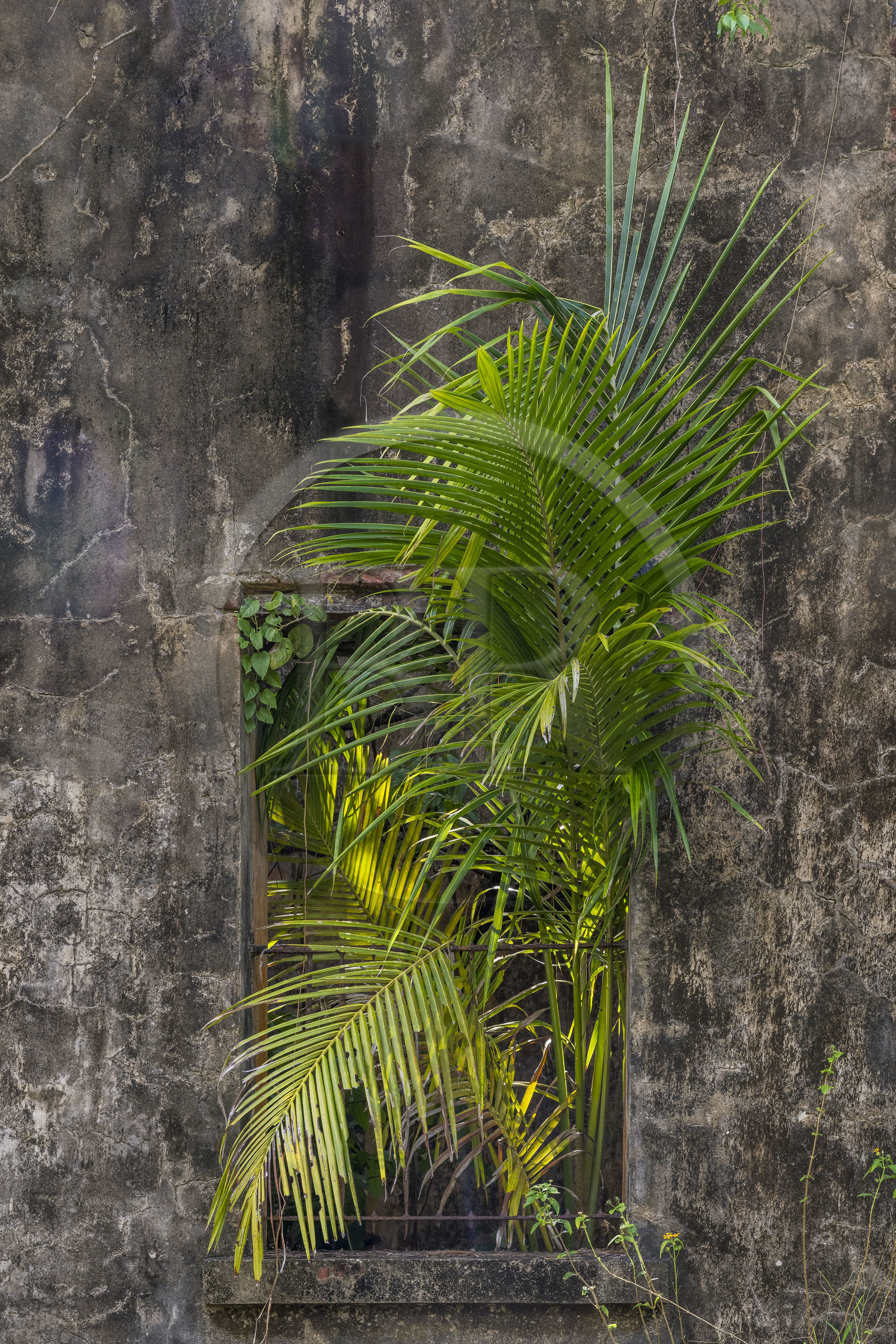 France, Guyane, Kourou, Iles du Salut, l'Ile Saint-Joseph, ruine du bagne consacré à la réclusion des prisonniers les plus difficiles