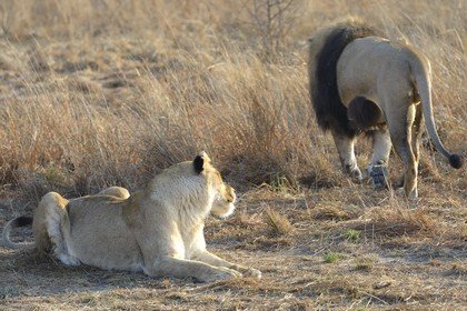 Zimbabwe, province des Midlands, Gweru, Antelope Park qui abrite ALERT (African Lion and Environmental Research Trust), lion (panthera leo) en zone 2, une des quatre femelles adultes et le mâle qui ont enfantés les lions qui seront relachés en clan dans un parc national pour le repeupler