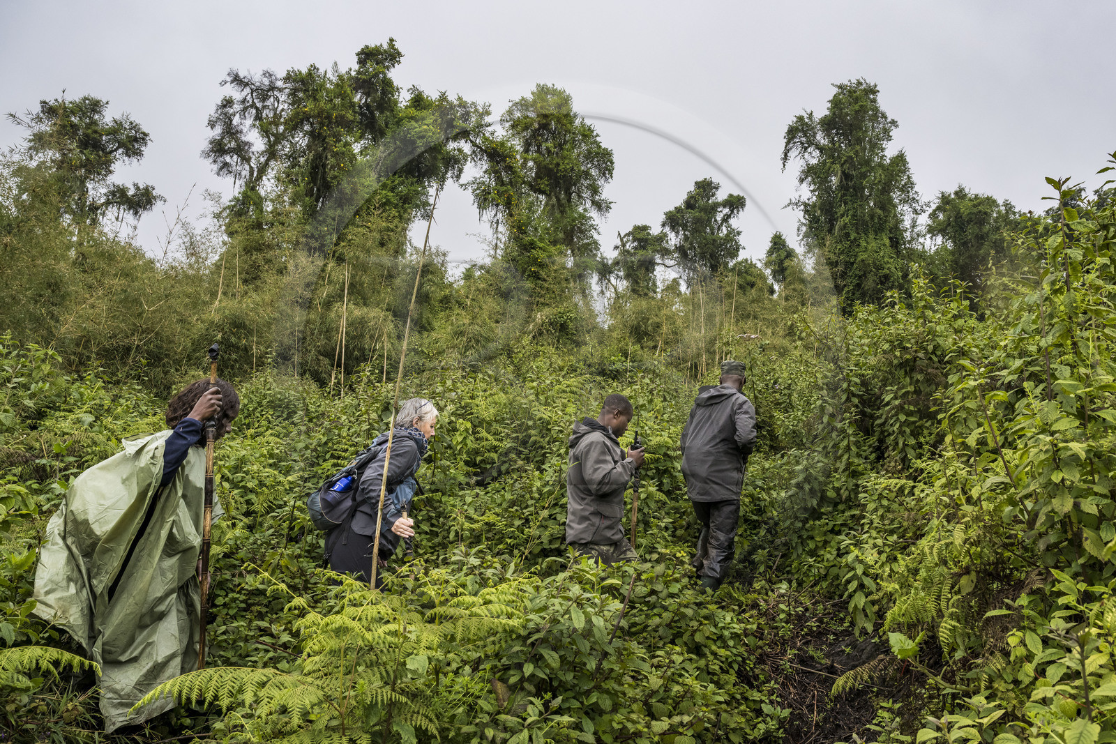 Rwanda, Province du Nord, Parc National des Volcans dans la chaine des Monts Virunga, mont Karisimbi, garde et pisteur du Parc accompagnant des touristes à la rencontre des gorilles des montagnes du groupe Susa