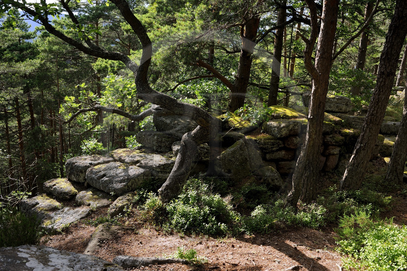 France, Bas-Rhin (67), le Mont Saint-Odile, le mur païen