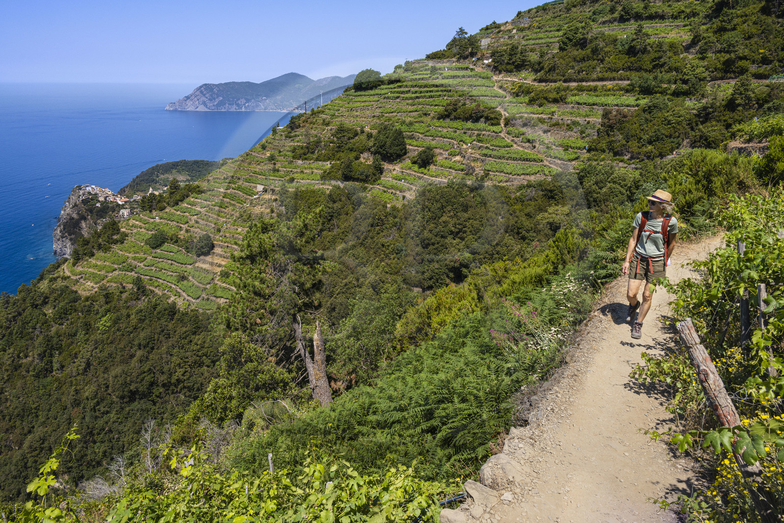 Italie, Ligurie, Cinque Terre, parc national des Cinque Terre classé Patrimoine Mondial de l'UNESCO, randonneurs sur le sentier GR 586 passant dans le vignoble en terrasse entre Corniglia et Volastra au dessus de Manarola, le village de  Corniglia en arrière plan