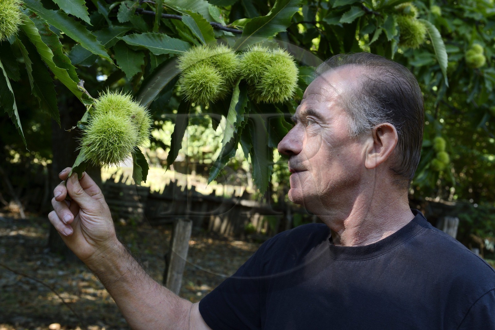 France, Haute-Corse (2B), Castagniccia, Valle d’Orezza, Hector Giudicelli castanéiculteur dans sa chataigneraie