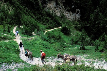 France, Hautes Alpes, hike with a donkey in the Vallee Etroite, in the north of Briancon