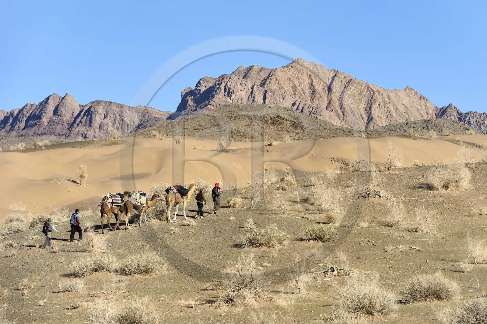 Iran, Province d'Ispahan, désert du Dasht-e Kavir, Mesr dans la région de Khur et Biabanak, caravane de dromadaires lors d'une randonnée chamelière