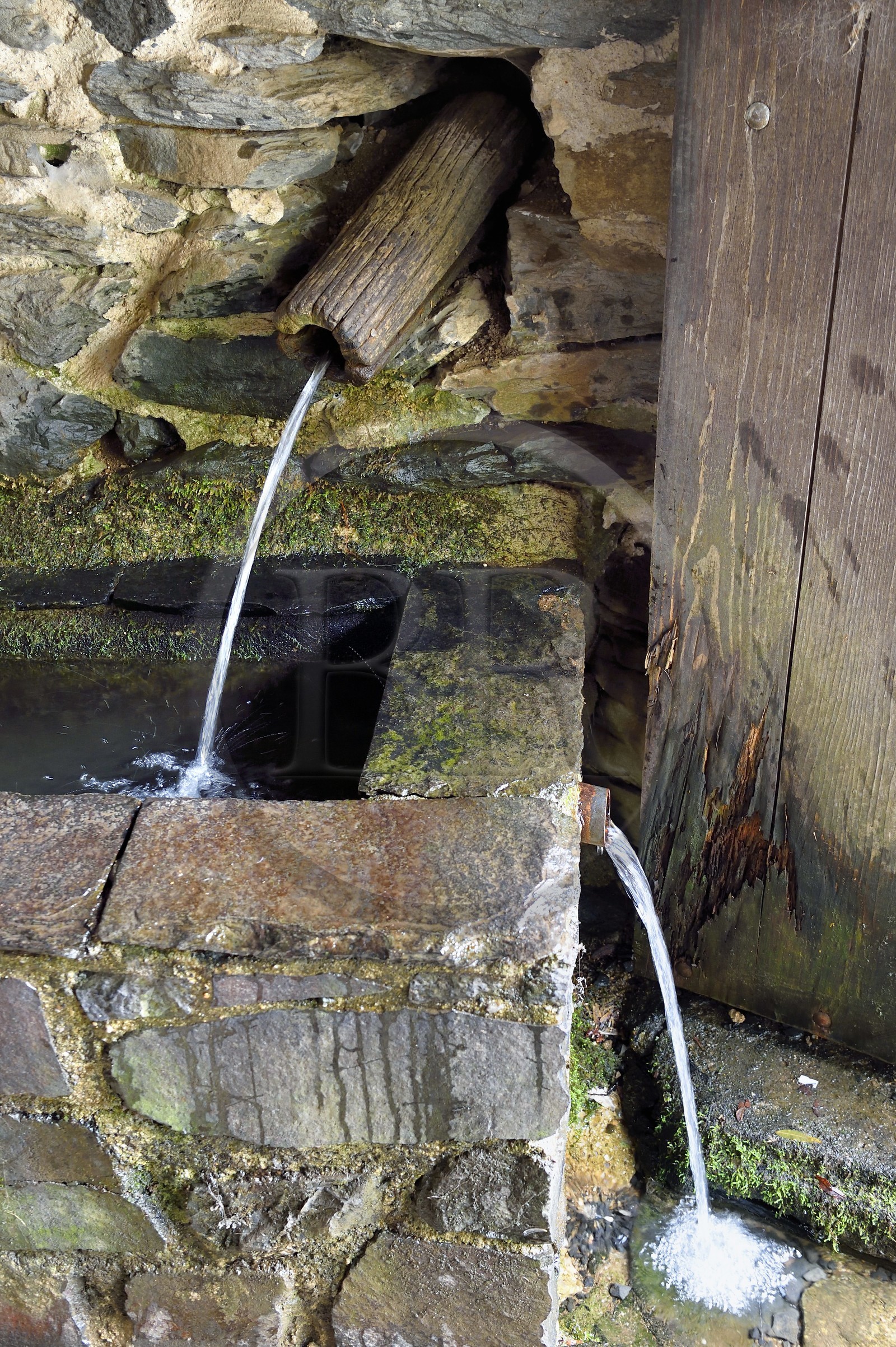 France, Ardèche (07), parc naturel régional des Monts d'Ardèche, Massif du Mézenc, au pied du Mont Gerbier-de-Jonc (1551 m), parmis les trois sources de la Loire, la source géographique dans la Ferme de la Loire de M. Eric Maréchal