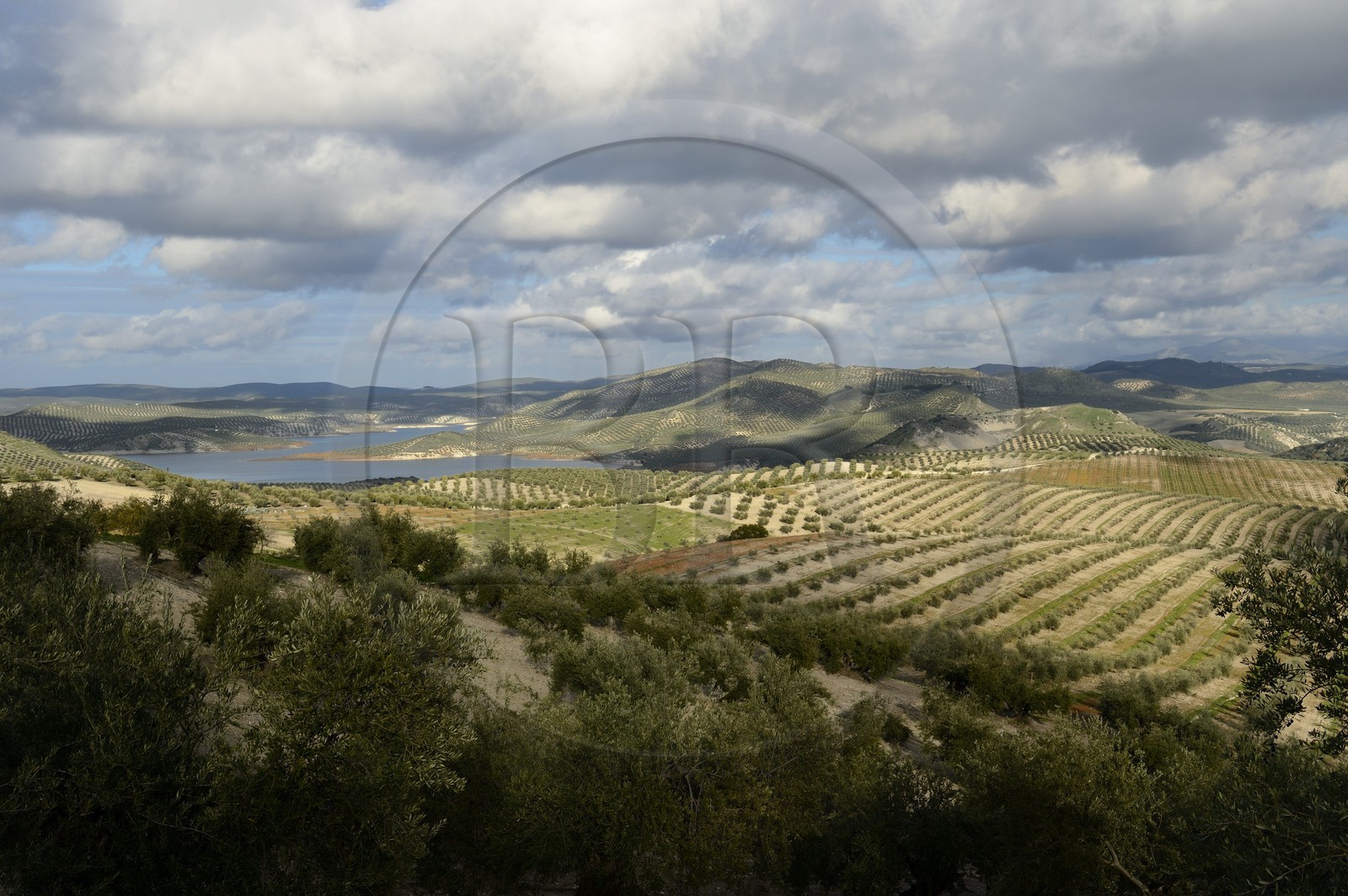 Spain, Andalusia, Jaén Province, olive groves south of Martos between Baena and Alcaudete
