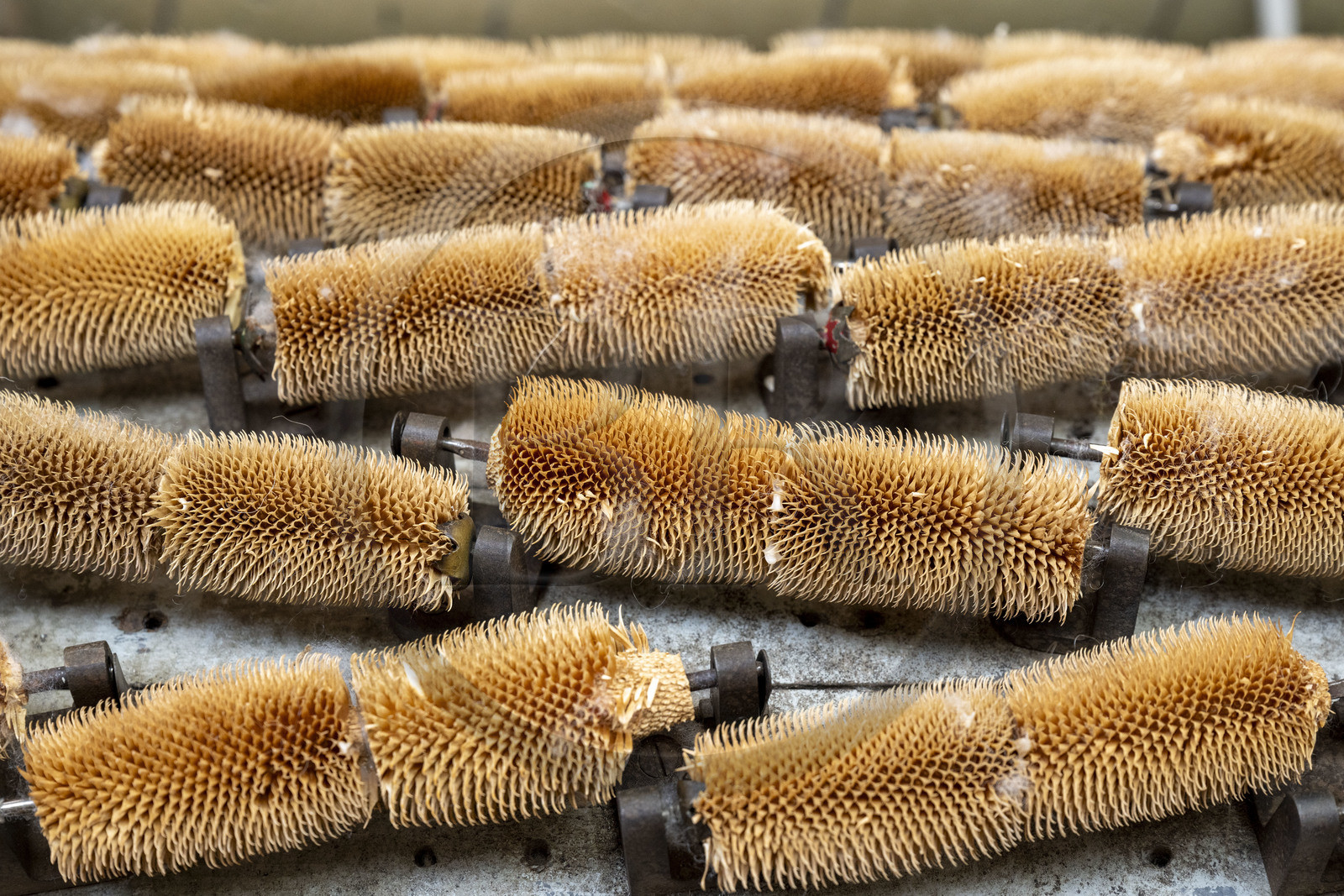 France, Vaucluse (84), L'Isle-sur-la-Sorgue, Manufacture Brun de Vian-Tiran, industrie textile lainière labellisée Entreprise du patrimoine vivant, chardons naturels qui permettent de gratter le tissus laineux et dans révéler la toison, le gonflant et la douceur, sur une machine qui s'appelle la laineuse