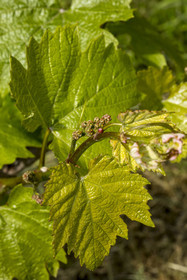 France, Vendée (85), Pissotte, le vigneron Mathieu Coirier produit du vin AOC fief vendéen certifié bio, l'inflorescence sur un cépage chardonnay