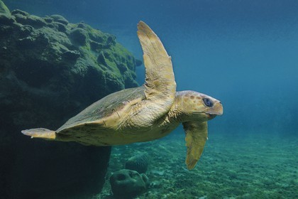 France, Reunion Island, Saint Leu, Kelonia, the Observatory of Marine Turtles (underwater view)