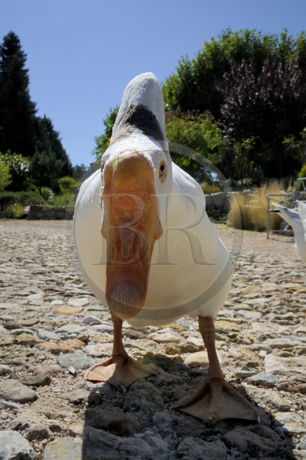 France, Var, Provence Verte (Green Provence), Bras village next to Saint Maximin, Le Peyrourier Bed & Breakfast, une campagne en Provence, snow geese