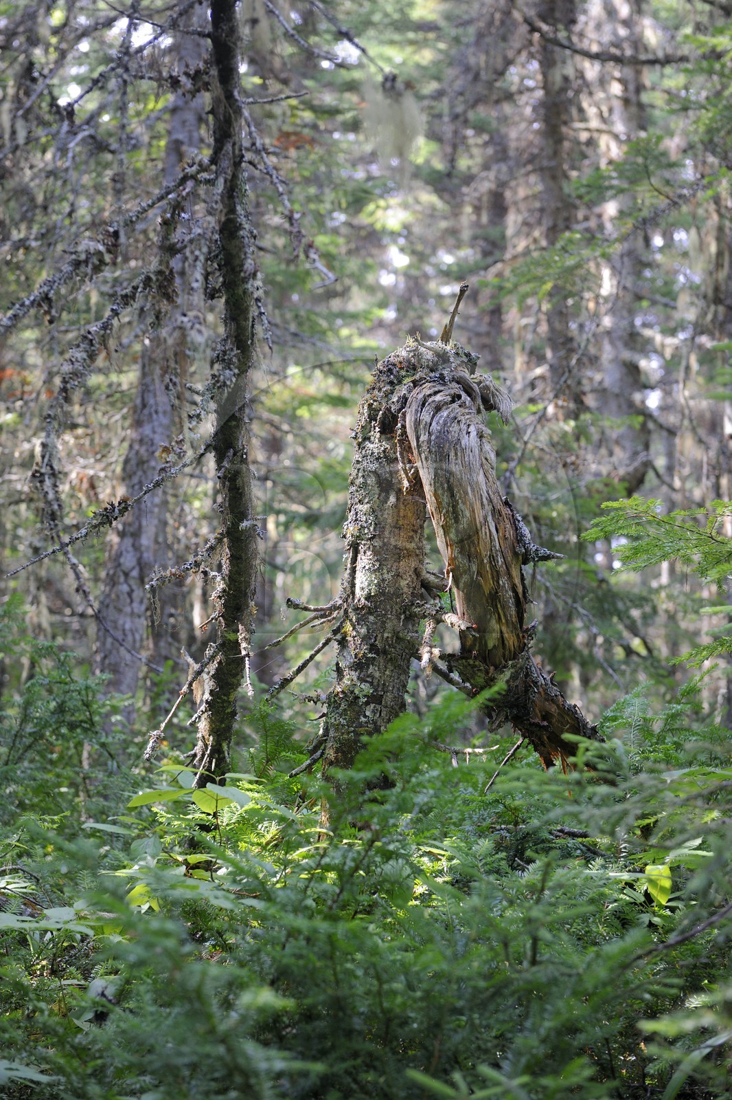 Canada, province du Québec, Côte Nord, Havre-Saint-Pierre, le Parc National Archipel de Mingan dans le golfe du Saint Laurent, forêt boréale