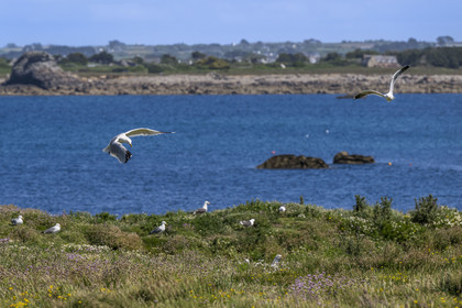 France, Finistère (29), Pays des Abers, Ile Vierge dans l'archipel de Lilia, de très nombreux goélands peuple l'île en période de nidification