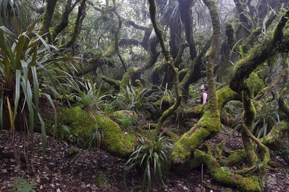 France, Reunion island (French overseas department), Le Tampon, Forest of Our Lady of Peace along the Riviere des Remparts on the slopes of the Piton de la Fournaise volcano