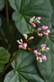 Caraïbes, Ile de la Dominique, Parc national de Morne Diablotin,