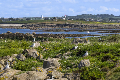 France, Finistère (29), Pays des Abers, Ile Vierge dans l'archipel de Lilia, de très nombreux goélands peuple l'île en période de nidification