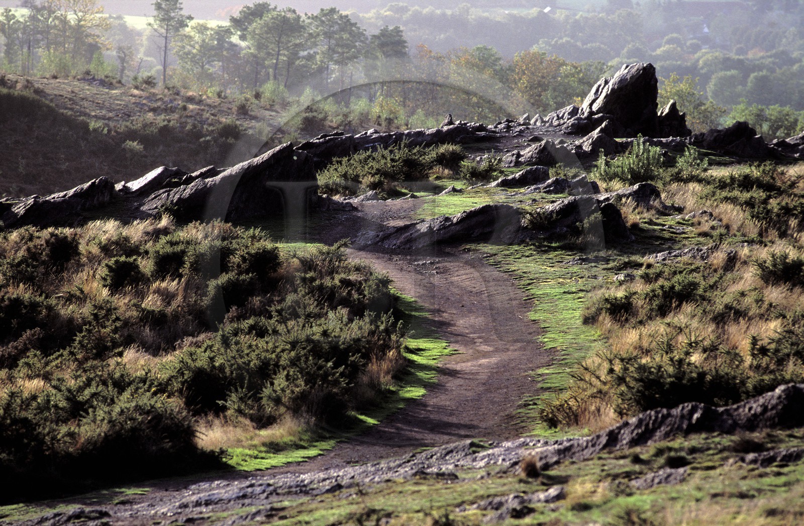 France, Ille et Vilaine, Broceliande forest, the Val sans Retour