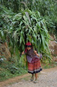 Vietnam, province de Lao Cai, région de Bac Ha, femme de la minorité Hmong Fleur au retour de champs avec du maïs