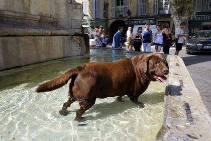 France, Bouches-du-Rhone, Aix-en-Provence, Labrador dog refreshing in the fountain