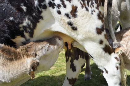France, Hautes Pyrenees, Saint Lary Soulan and Vielle Aure, Neouvielle National Nature Reserve, Neouvielle lakes hike, cows in mountain pastures at Aubert lake, calves suckling a cow