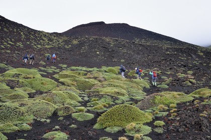 Italie, Sicile, Parc naturel régional de l’Etna, le Mont Etna, classé Patrimoine Mondial de l'UNESCO, zone de l'éruption de 2001 non loin du refuge Sapienza, coussinets d'Astragalus siculus, espèce endémique de l'Etna