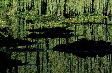 France, Eure (27), Giverny, jardin de Claude Monet (août), le bassin aux nymphéas