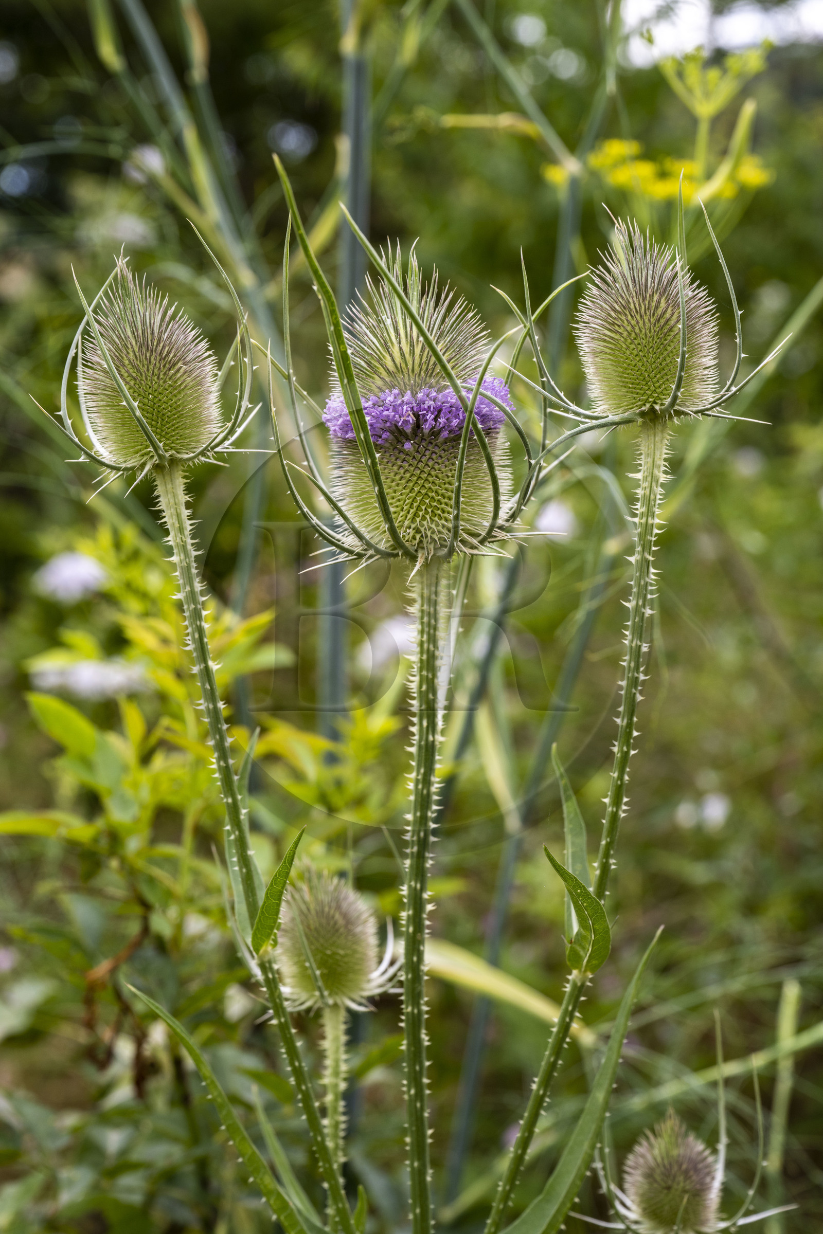 France, Alpes-Maritimes (06), Mouans-Sartoux, Jardins du Musée International de la Parfumerie​ (MIP), chardon