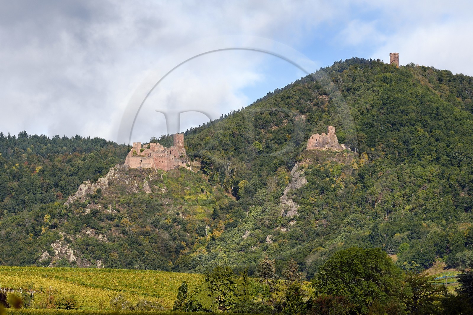 France, Haut-Rhin (68), Route des vins d'Alsace, Ribeauvillé, le chateau Saint-Ulrich à gauche, le chateau de Girsberg à droite et la tour du chateau du Haut-Ribeaupierre (ou Altenkastel) en hauteur