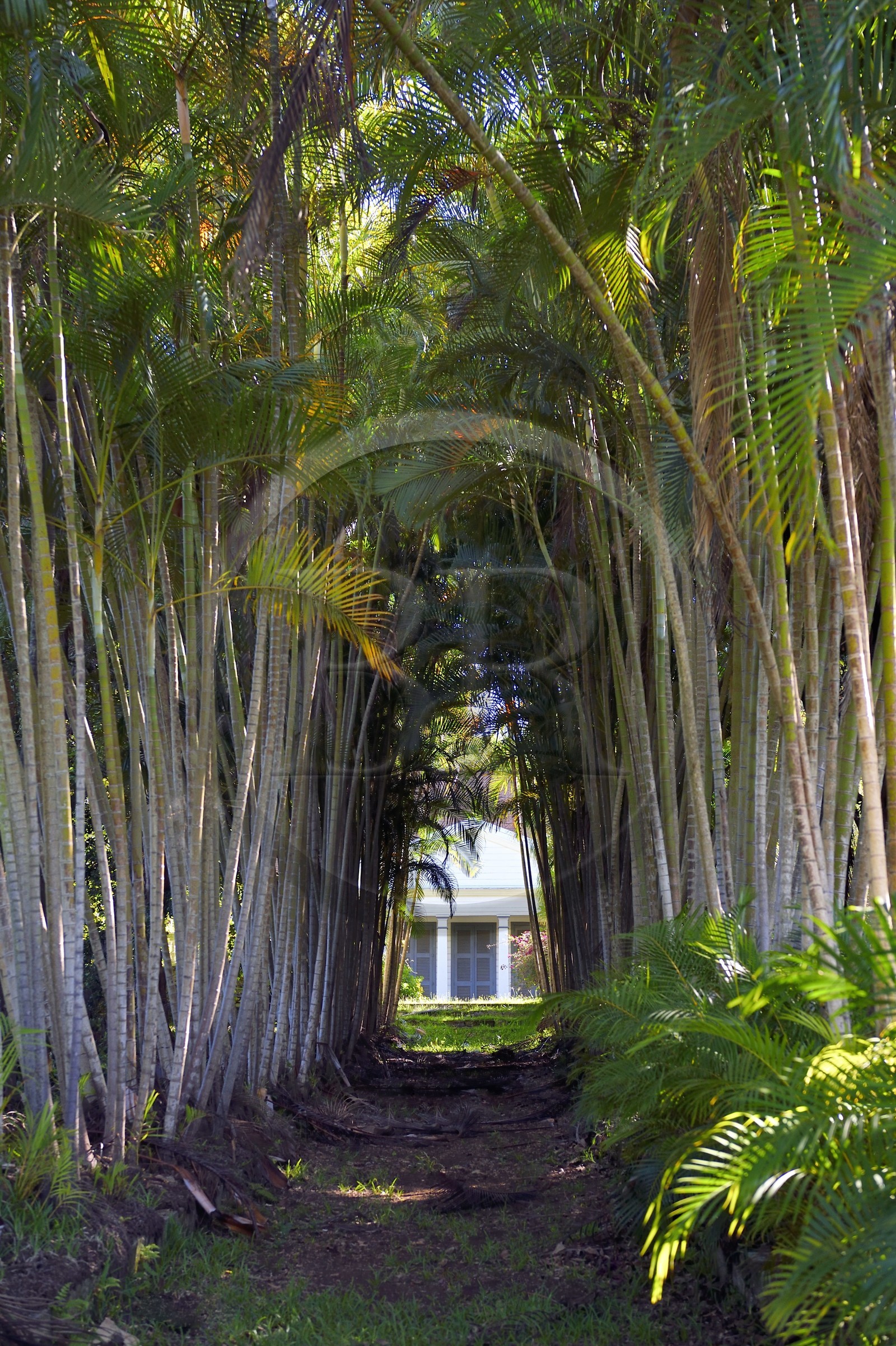 France, Reunion island (French overseas department), Berive les Hauts, behind an alley of golden cane palm (Dypsis lutescens) the historic case (house) of the Isautier Bérive estate in the heights of Saint-Pierre