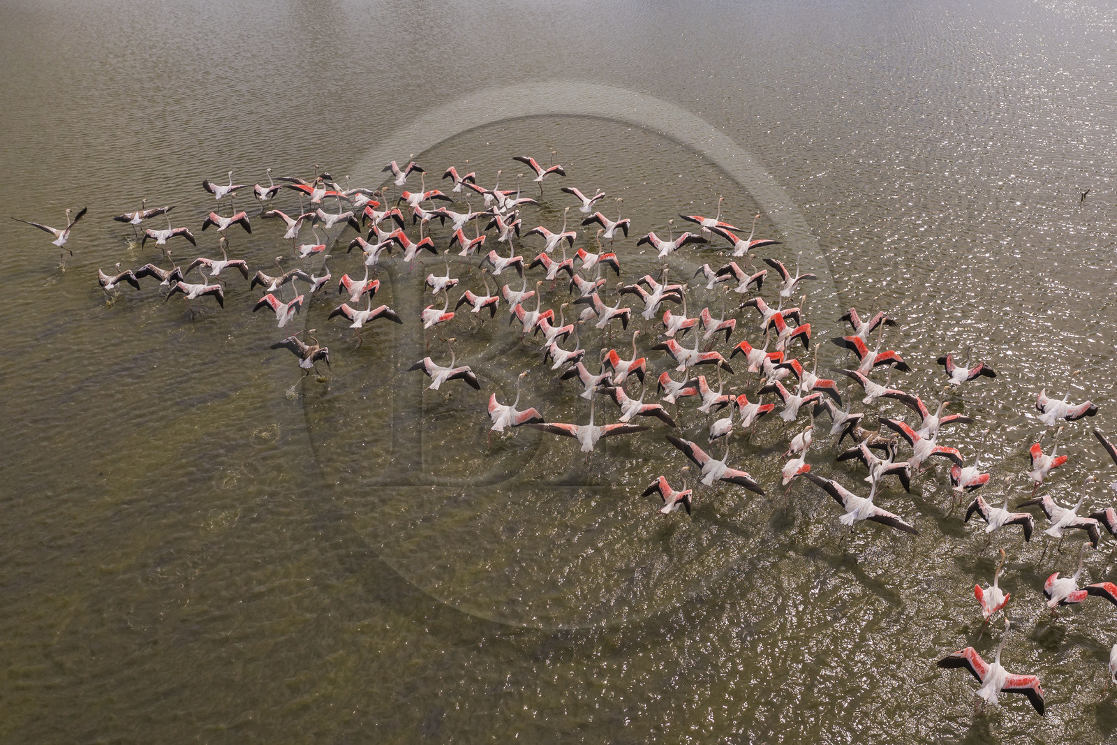 France, Gard (30), Vauvert, la Petite Camargue, réserve naturelle régionale du Scamandre, envol de flamants roses (Phoenicopterus roseus)(vue aérienne)