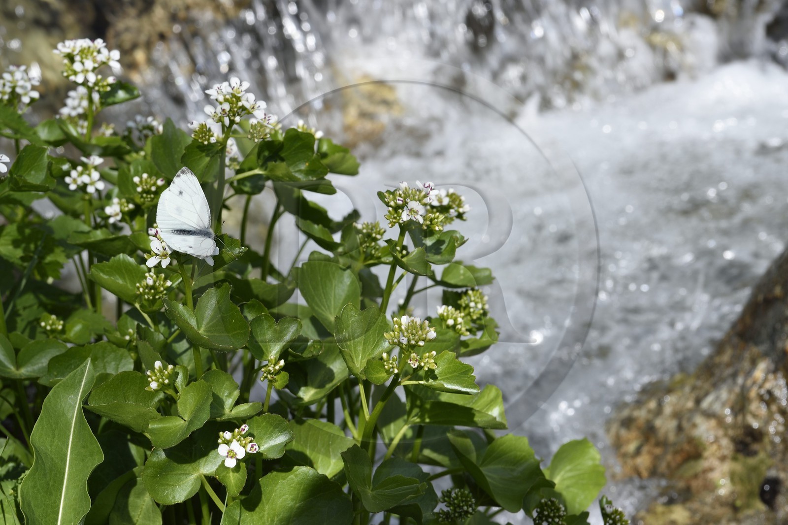 France, Alpes-Maritimes (06), parc national du Mercantour, vallée de la Valmasque, papillon Piéride de la rave (Pieris rapae) en bordure du torrent