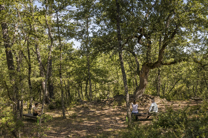 France, Var (83), Provence Verte, Bras, Académie du Bain de Forêt Provençale, forêt du domaine Le Peyrourier - une campagne en Provence