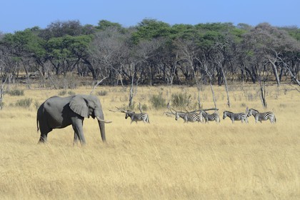 Zimbabwe, province de Matabeleland septentrional, parc national Hwange, éléphant sauvage d'Afrique (Loxodonta africana) et troupeau de Zèbres (equus burchelli)