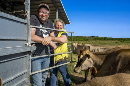 France, Finistère (29), Mer d'Iroise, Ile d'Ouessant, Thomas et Marie Richaud éleveurs de la ferme Les vaches aux 4 vents, traite en paturage mobile