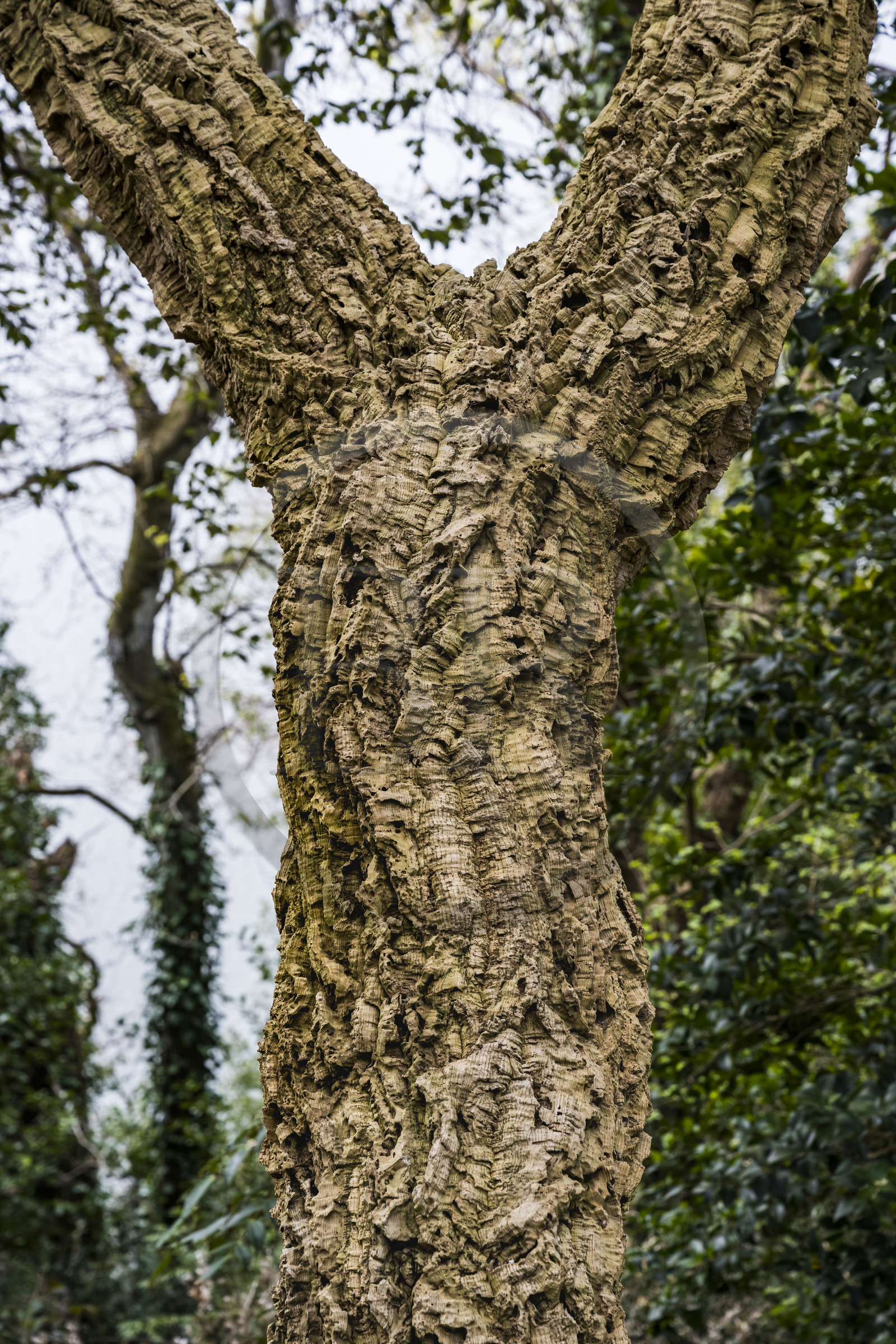 France, Côtes-d'Armor (22), Plouguiel, le Jardin botanique du Kestellic, classé jardin remarquable, chêne liège